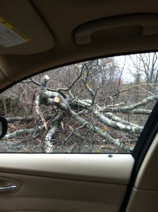 Branching out