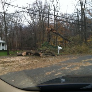 The bough broke